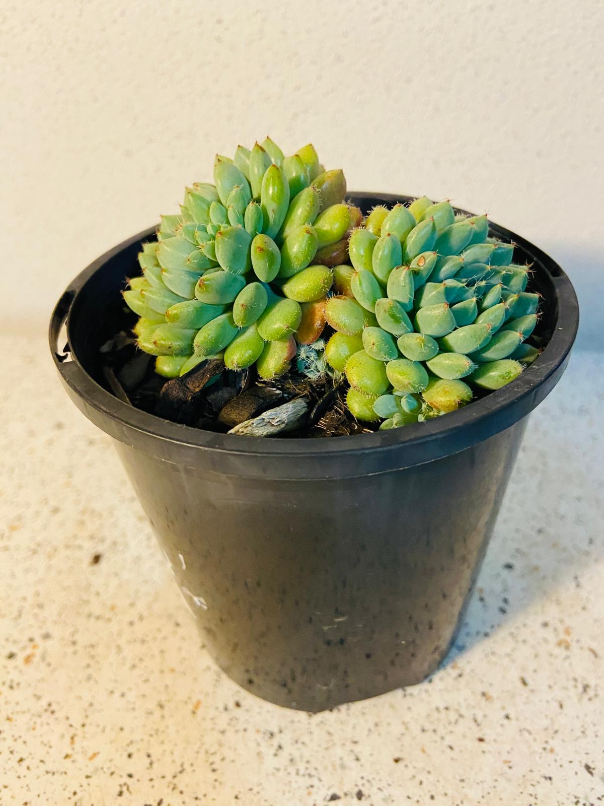 Rounded fleshy leaves of Echeveria ‘Rundelli’