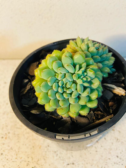 Compact rosette of Echeveria ‘Rundelli’