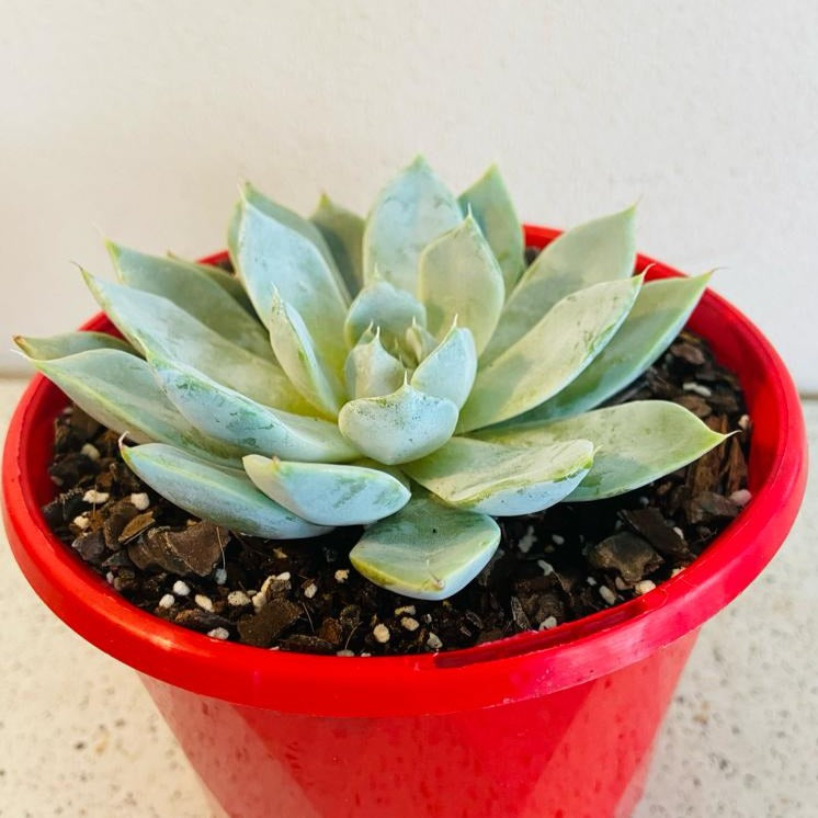 Echeveria ‘Snow Bunny’ in 130mm pot