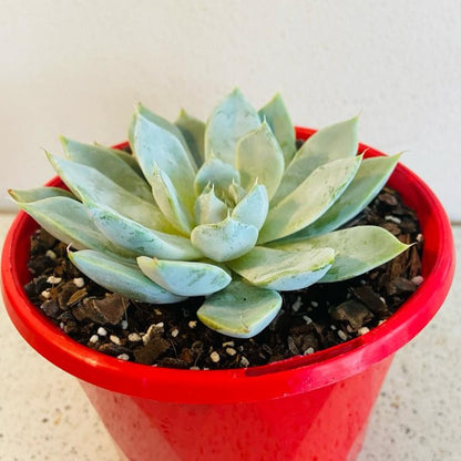 Echeveria ‘Snow Bunny’ in 130mm pot
