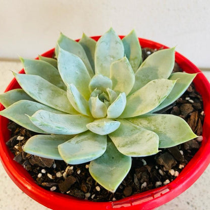 Echeveria ‘Snow Bunny’ frosted rosette
