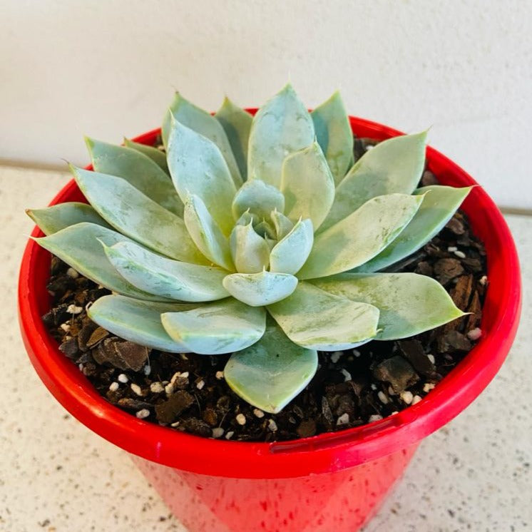 Echeveria ‘Snow Bunny’ pink flowers