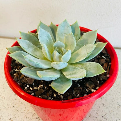 Echeveria ‘Snow Bunny’ pink flowers