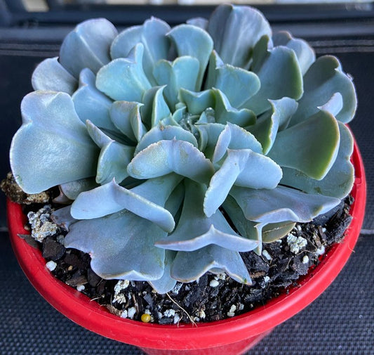 Echeveria Swan Lake succulent with soft pastel rosette leaves