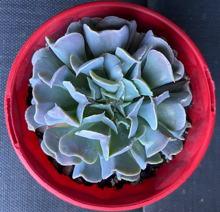 Close-up of Echeveria Swan Lake leaves with powdery coating