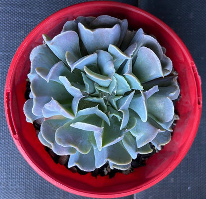 Close-up of Echeveria Swan Lake leaves with powdery coating