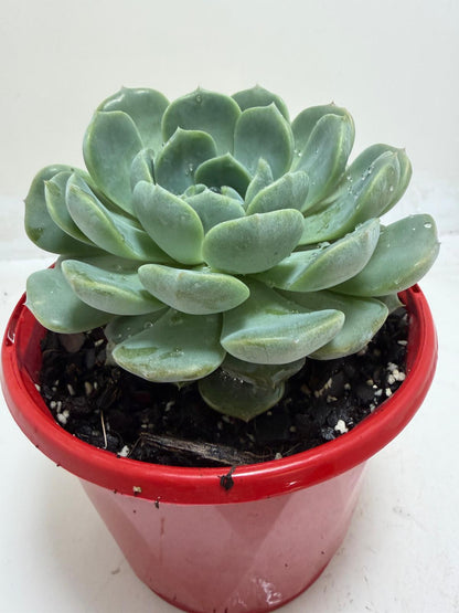 Echeveria Theo succulent for Australian gardens