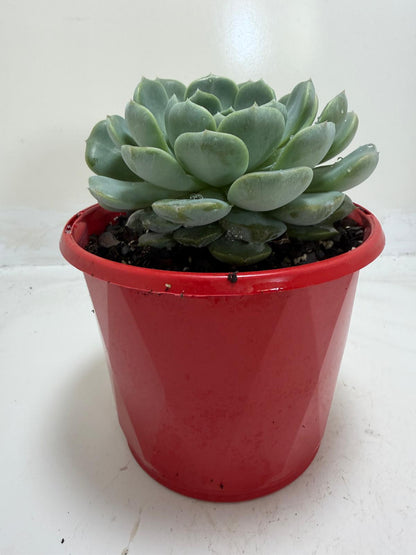 Bare-root Echeveria Theo succulent plant