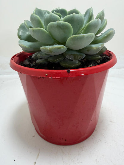 Close-up of Echeveria Theo rosette
