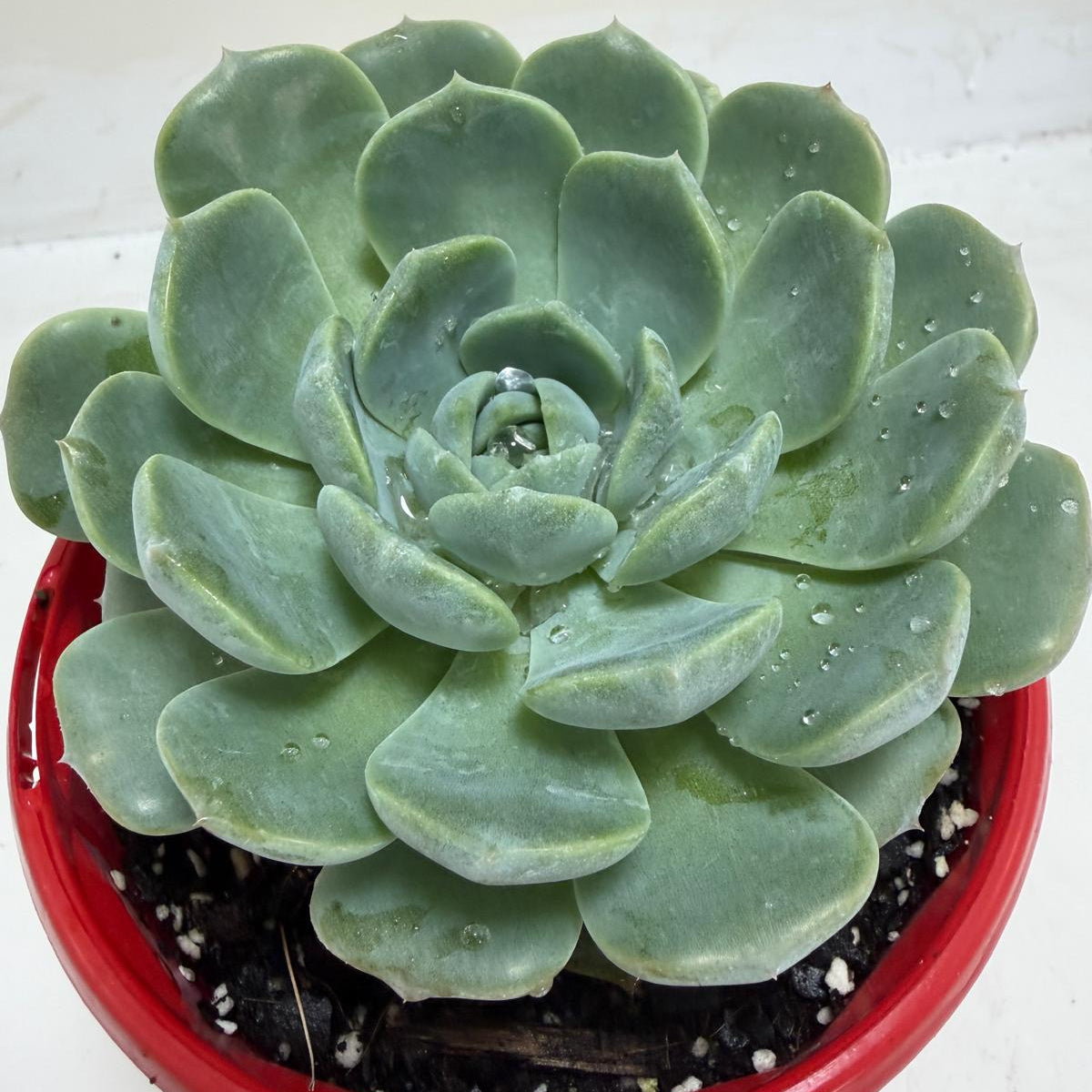 Echeveria Theo succulent plant