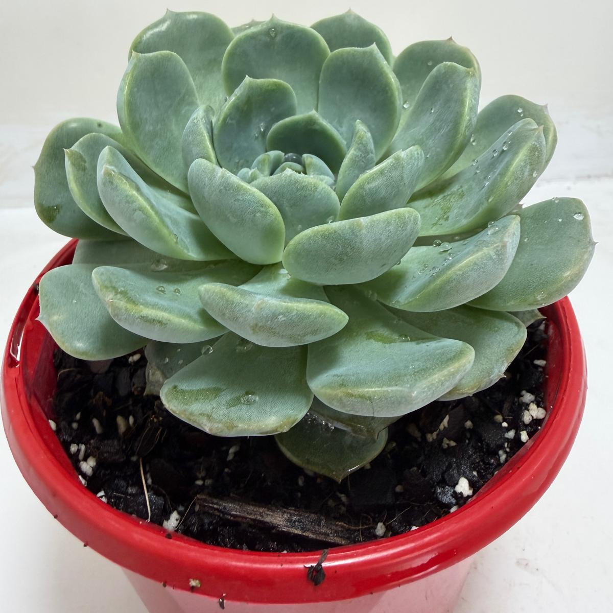 Echeveria Theo compact rosette succulent