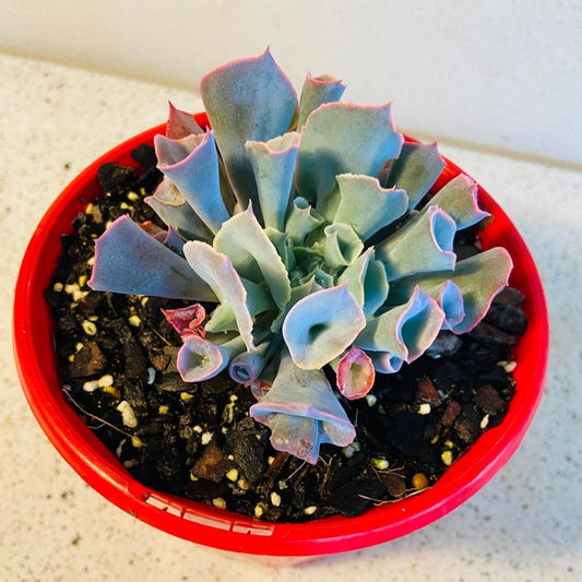 Echeveria ‘Trumpet Pinky’ succulent in a 130mm nursery pot