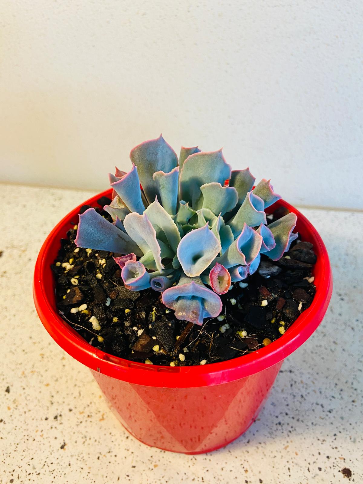 Echeveria ‘Trumpet Pinky’ succulent for sale in Australia