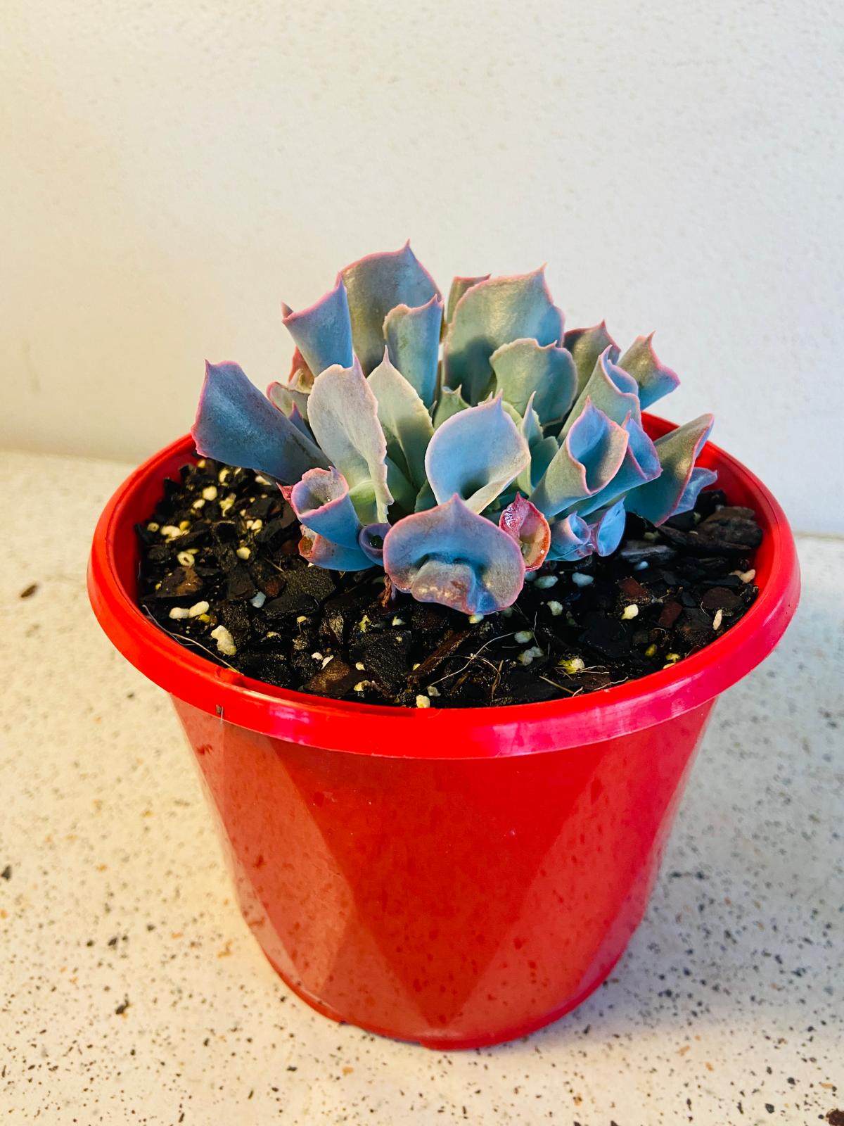 Close-up of the unusual tubular leaves on Echeveria ‘Trumpet Pinky’