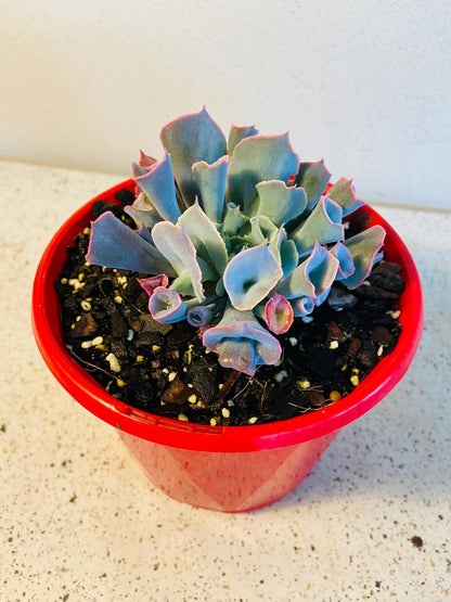 Open rosette growth of Echeveria ‘Trumpet Pinky’