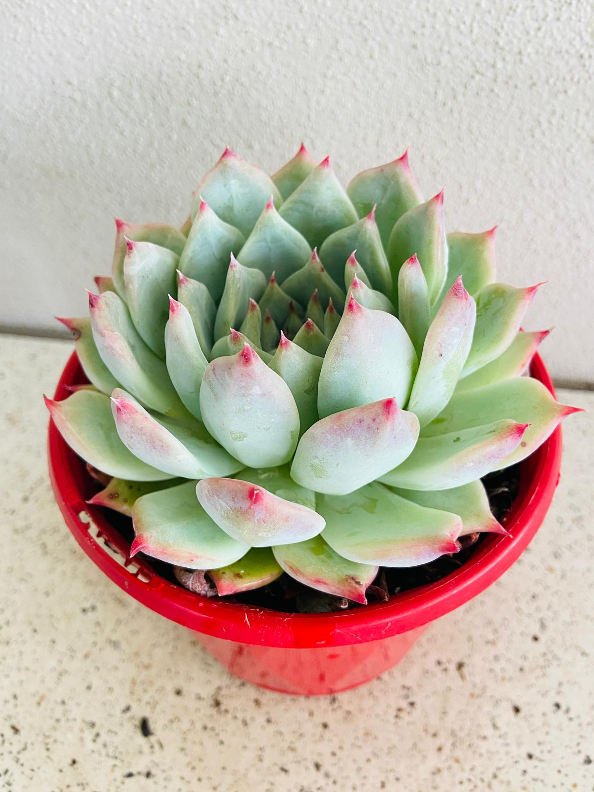 Echeveria chihuahuensis Yecora supplied in a 130mm nursery pot