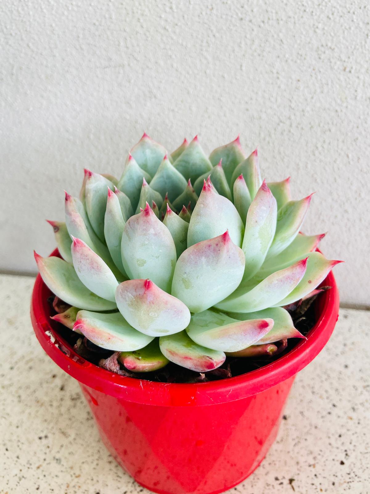 Close up of Echeveria chihuahuensis Yecora showing powdery blue leaves