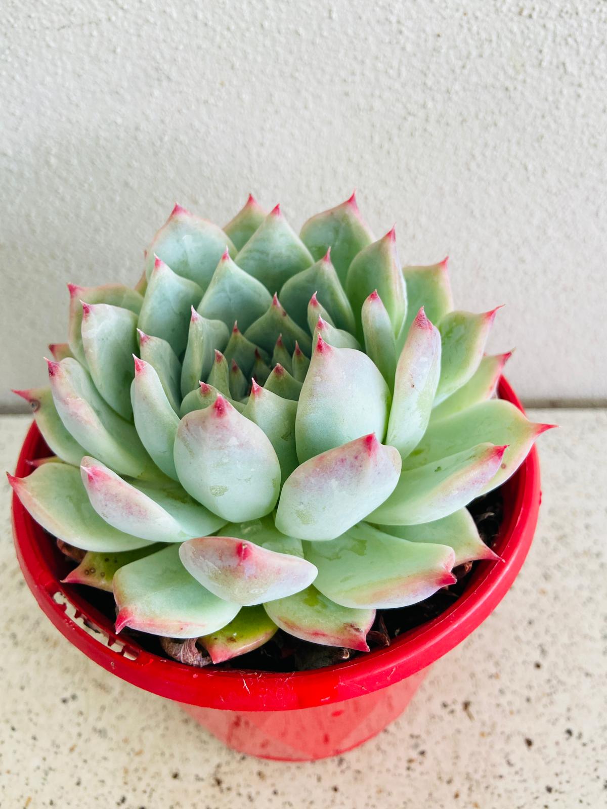 Echeveria Yecora succulent with pink leaf tips