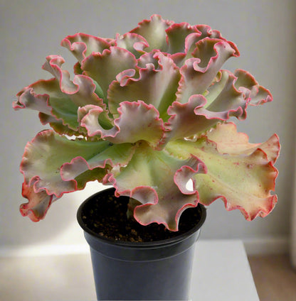 Echeveria Zorro succulent in a 130mm nursery pot