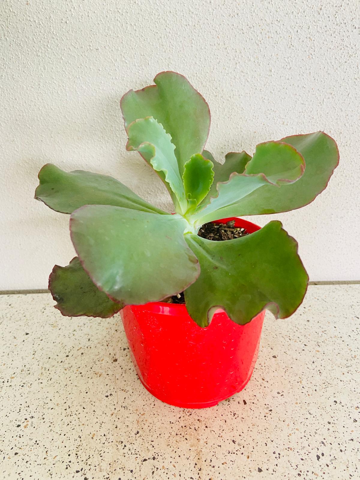 Echeveria Zorro succulent for sale in Australia