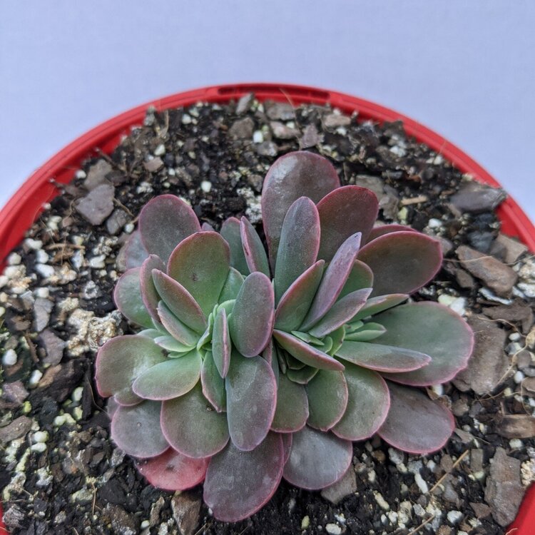 Echeveria Zorro Crested in a 130mm nursery pot