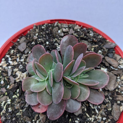 Echeveria Zorro Crested in a 130mm nursery pot