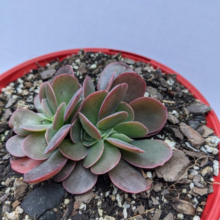 Close-up of curled leaves on Echeveria Zorro Crested