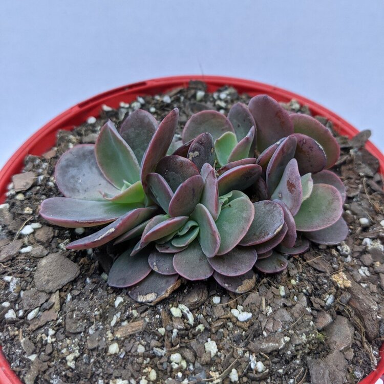 Echeveria Zorro Crested with curled succulent leaves