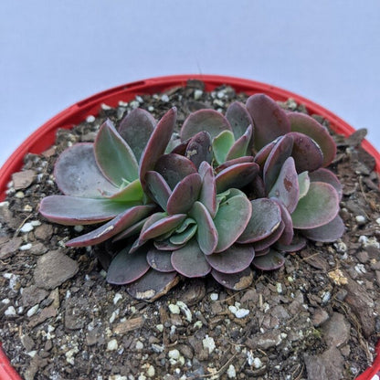 Echeveria Zorro Crested with curled succulent leaves