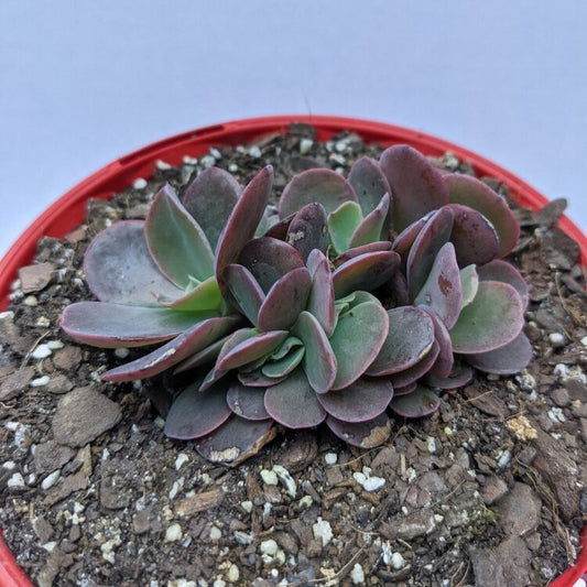 Echeveria Zorro Crested with curled succulent leaves