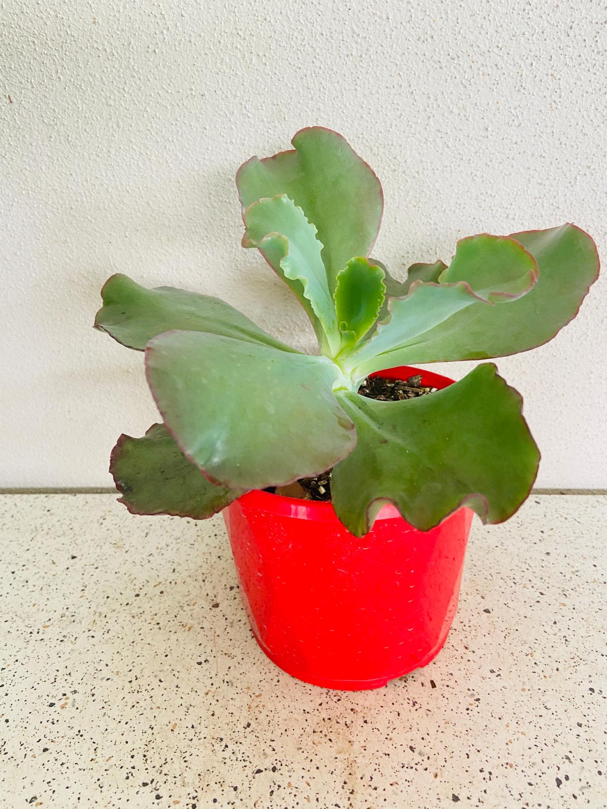 Echeveria Zorro leaves with distinctive dark edges