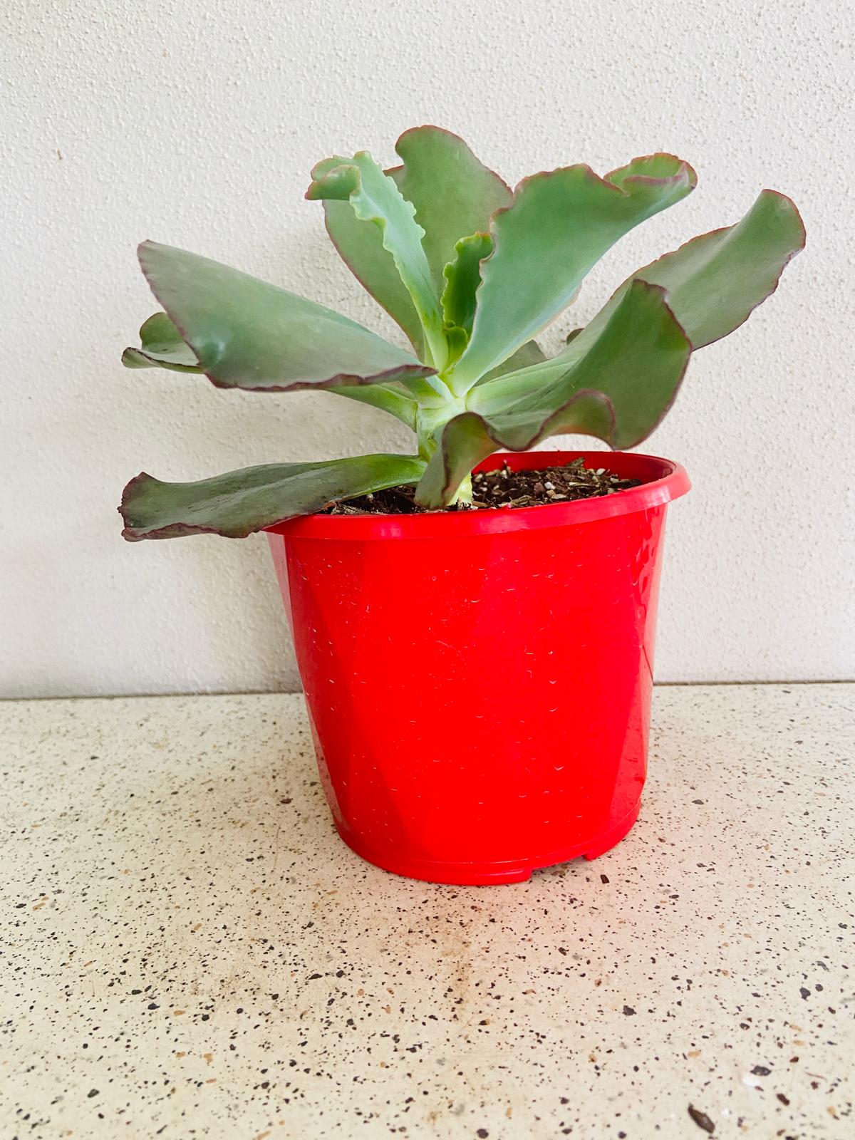 Echeveria Zorro with a compact blue-green rosette