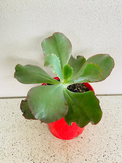 Close-up of Echeveria Zorro rosette foliage