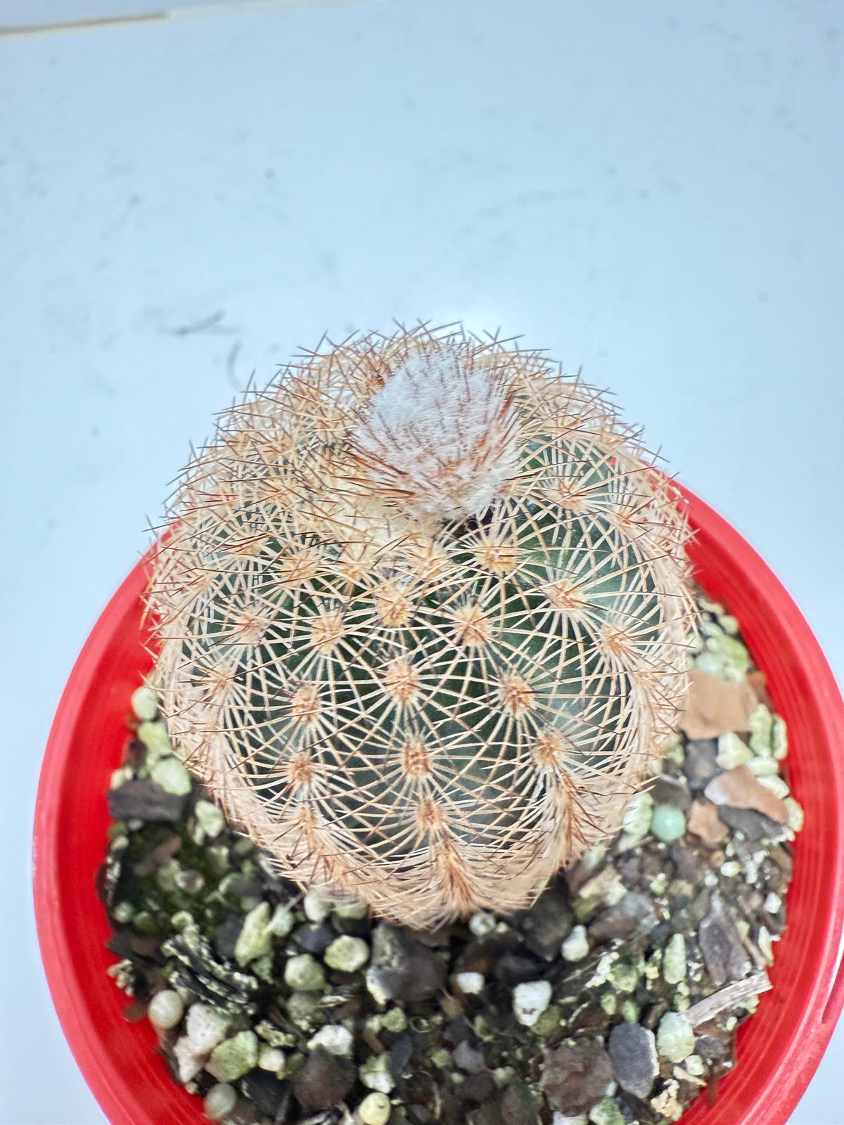 Echinocereus reichenbachii – The Hedgehog Cactus | Rare Collector’s Plant (100mm) My Store