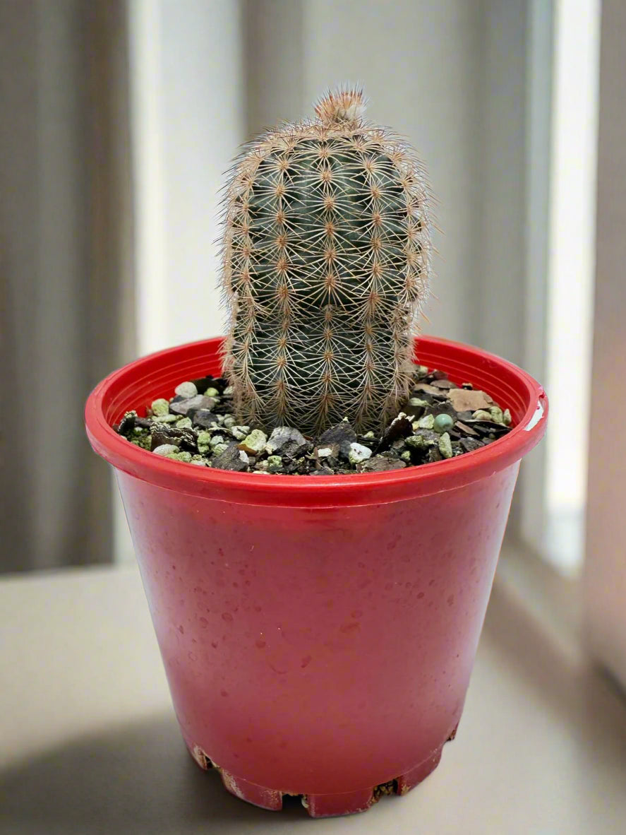 Echinocereus reichenbachii – The Hedgehog Cactus | Rare Collector’s Plant (100mm) My Store