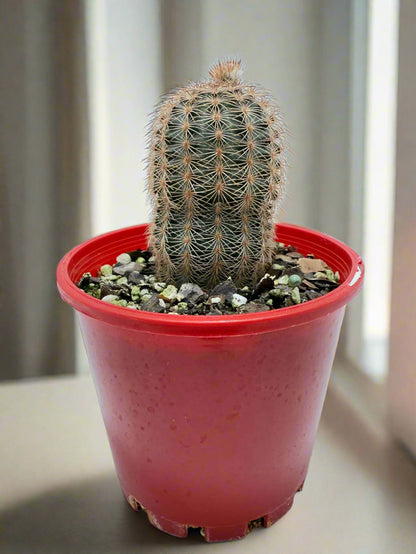 Echinocereus reichenbachii – The Hedgehog Cactus | Rare Collector’s Plant (100mm) My Store