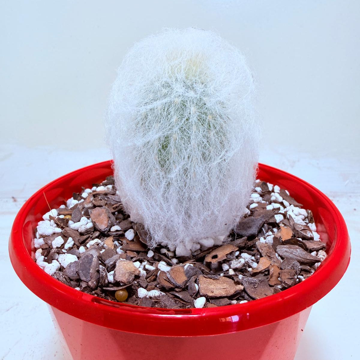 Buy Espostoa melanostele var. inermis | Rare Cactus Succulents World