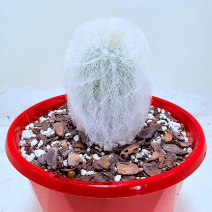 Buy Espostoa melanostele var. inermis | Rare Cactus Succulents World