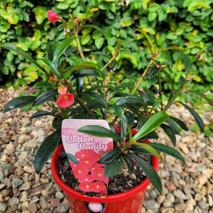 Euphorbia Cotton Candy supplied in a 130mm nursery pot