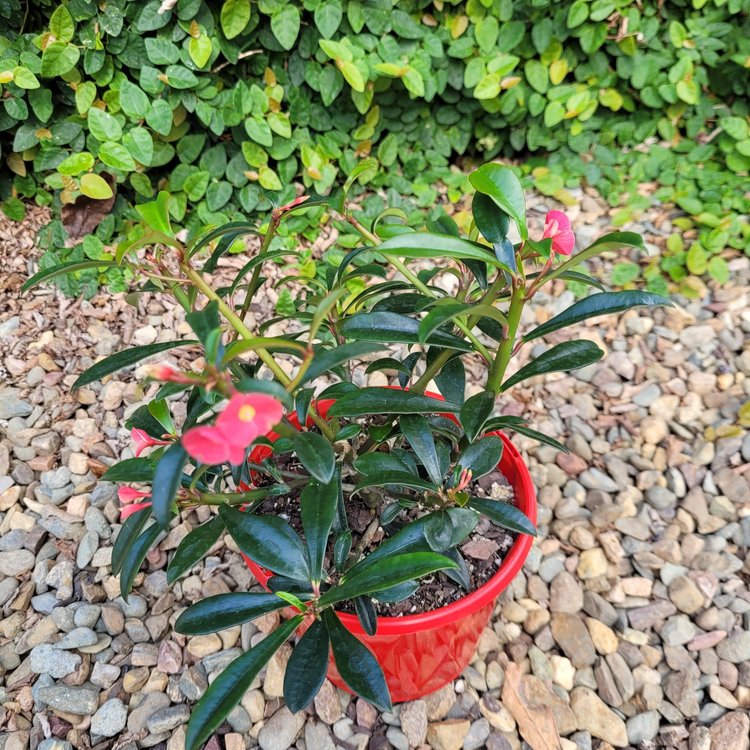 Close up of Euphorbia Cotton Candy showing blush pink bracts
