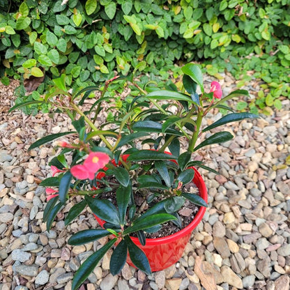Close up of Euphorbia Cotton Candy showing blush pink bracts