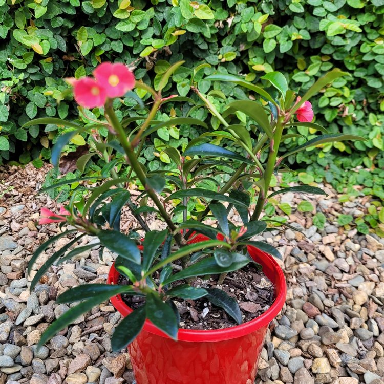 Euphorbia Cotton Candy with soft pink bracts and compact growth