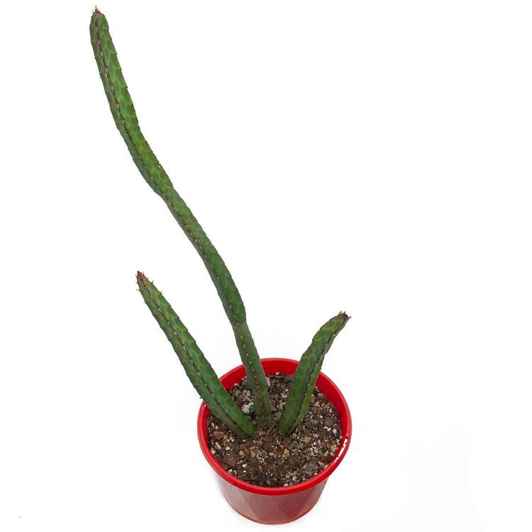 Euphorbia heterochroma succulent for Australian gardens and collections