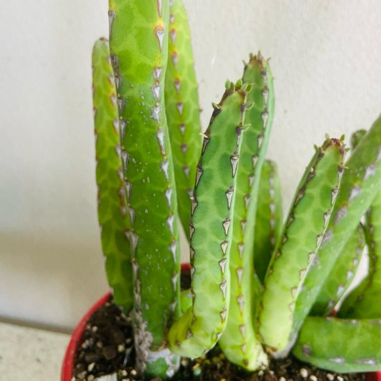 Close up of Euphorbia heterochroma green red and burgundy stems