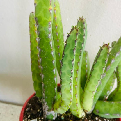 Close up of Euphorbia heterochroma green red and burgundy stems