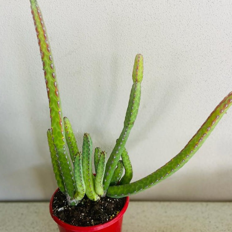 Euphorbia heterochroma growing as a decorative container succulent