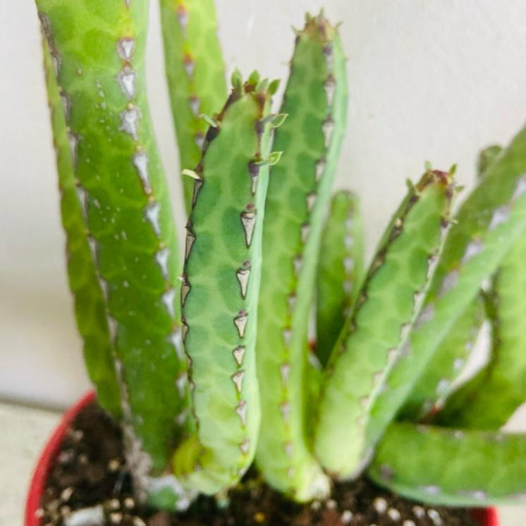 Euphorbia heterochroma succulent shrub with colourful stems