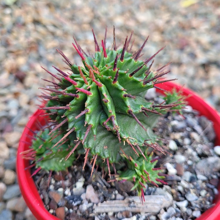 Euphorbia horrida cactus-like succulent growing in a red pot