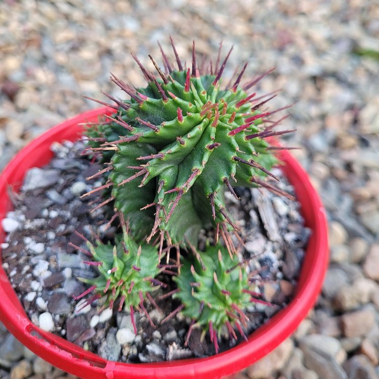 South African Euphorbia horrida succulent with upright green stems