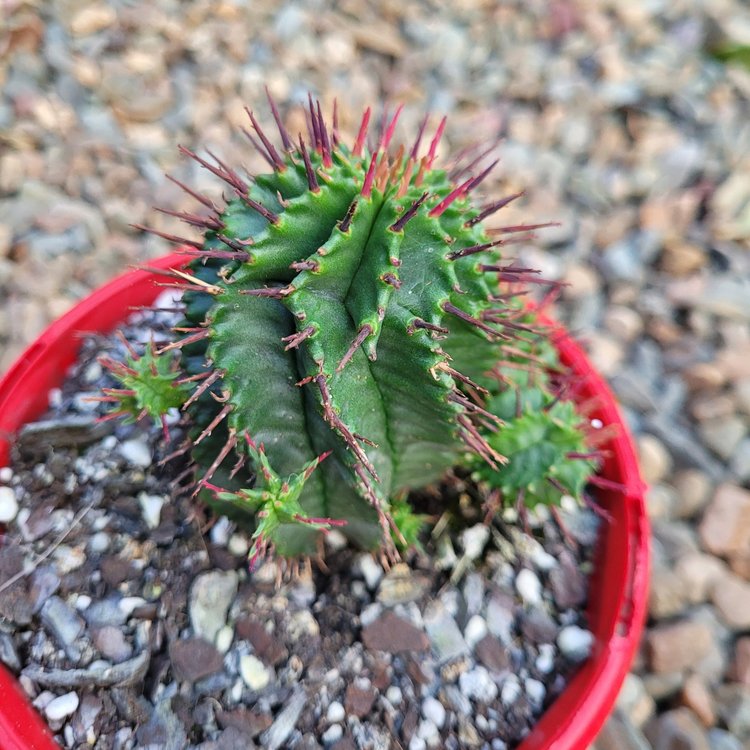 Close view of Euphorbia horrida spiny ribbed stems and textured surface
